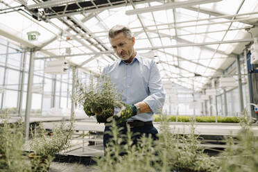 Male professional examining potted plants in greenhouse - JOSEF01797