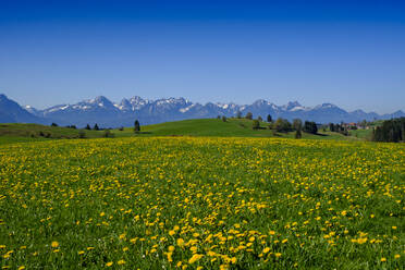 Blühender Löwenzahn auf einer Frühlingswiese mit den Allgäuer Alpen im fernen Hintergrund - LBF03212