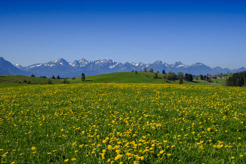 Blühender Löwenzahn auf einer Frühlingswiese mit den Allgäuer Alpen im fernen Hintergrund - LBF03212