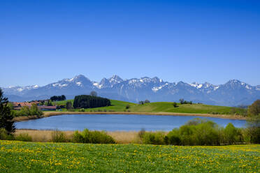Blick auf den klaren blauen Himmel über der Frühlingswiese und dem Schapfensee - LBF03214