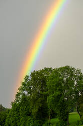 Rainbow arching over trees - LBF03216