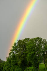 Regenbogen, der sich über Bäume wölbt - LBF03216