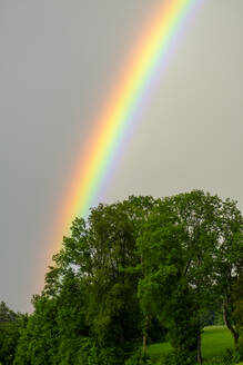 Regenbogen, der sich über Bäume wölbt - LBF03216