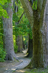 Paved footpath winding between trees in English Garden - LBF03218