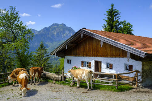 Deutschland, Bayern, Bad Feilnbach, Weidende Rinder vor einem Bauernhaus im Sommer - LBF03225