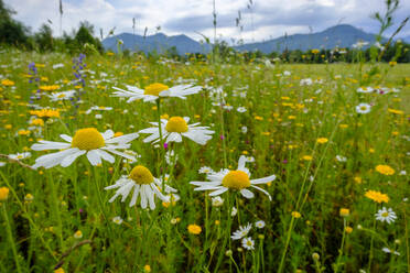 Marguerites blooming in springtime meadow - LBF03226