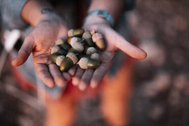 Hands of woman holding acorn - MRRF00388