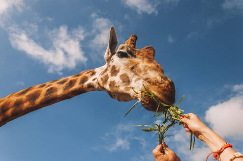 Von unten der Ernte anonyme Person geben frisches grünes Gras zu niedlichen Giraffe im Zoo in sonnigen Sommertag - ADSF15580