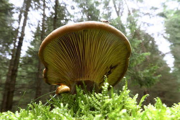 Brown mushroom growing on forest floor - JTF01642