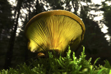 Brown mushroom growing on forest floor - JTF01643