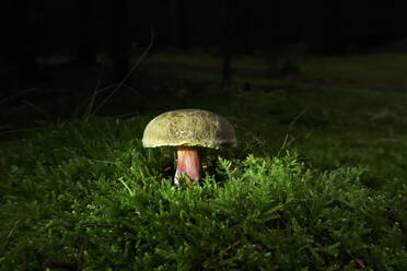 Gelber Pilz auf moosbewachsenem Waldboden bei Nacht - JTF01645