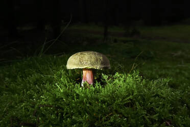 Yellow mushroom growing on mossy forest floor at night - JTF01645