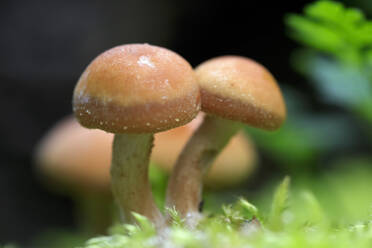 Small brown mushrooms - JTF01646