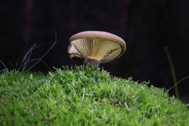 Brauner Pilz wächst auf dem Waldboden - JTF01647