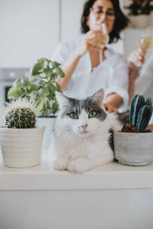 Woman with brown hair wearing glasses standing in a kitchen, white cat lying on counter, looking at camera. - CUF56534