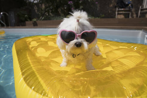 Portrait süßer Hund in Herzform Sonnenbrille auf Pool Floß - CAIF29625