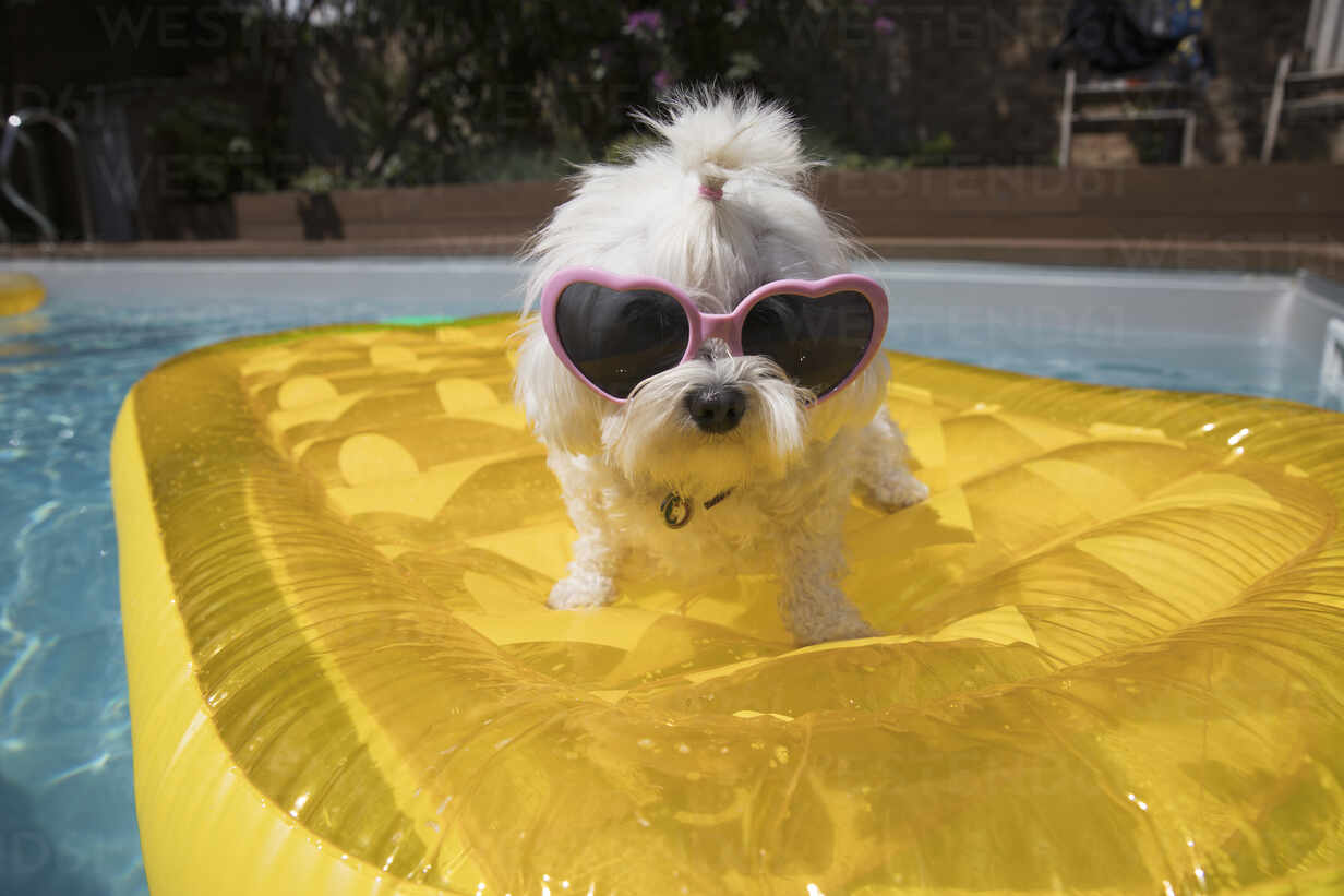 Young Man Relax Swimming Pool Sunglasses Stock Photo 351821633 |  Shutterstock