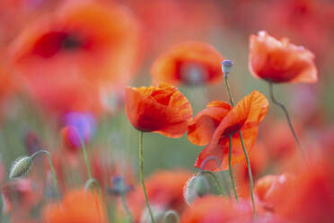 Close-up of poppies growing in field - ASCF01502