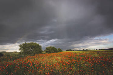 Landschaftliche Ansicht von Mohnblumen in der Landschaft gegen bewölkten Himmel - ASCF01505