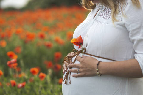 Close-up of pregnant woman with hands on stomach holding poppy stock photo