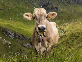 Portrait of brown cow wearing cow bell standing outdoors - WDF06280
