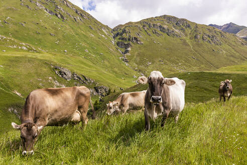 Weidevieh in den Schweizer Alpen - WDF06281