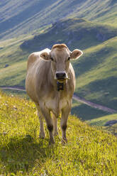 Portrait of brown cow wearing cow bell standing outdoors - WDF06282