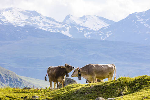 Zwei Kühe auf der Weide in den Schweizer Alpen - WDF06283