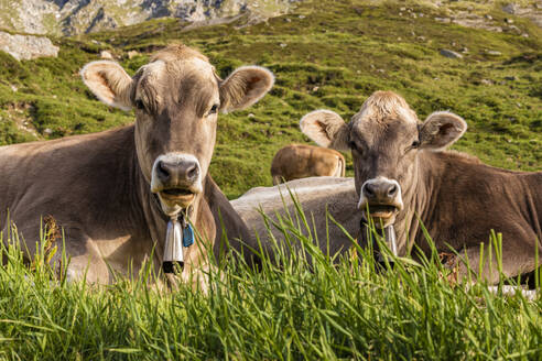 Porträt von zwei Kühen, die sich im Gras entspannen - WDF06284