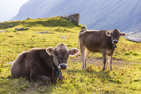 Porträt von zwei Kühen, die sich im Gras in den Schweizer Alpen ausruhen - WDF06285