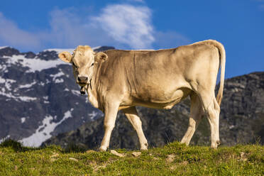 Porträt einer braunen Kuh mit Kuhglocke, die im Freien vor Bergen steht - WDF06286