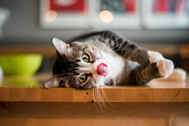 Cat laying on his side on the kitchen table licking his lips - CAVF88937