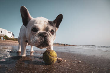 Französische Bulldogge spielt mit einem Tennisball am Strand - CAVF88938