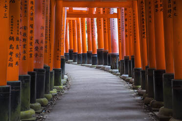 Columns at the iconic Fushimi Inari Shrine - CAVF88942