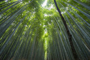 Bambuswald im Arashiyama Bamboo Groove bei Kyoto - CAVF88945