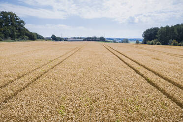 Landschaftliche Ansicht eines Weizenfeldes gegen den Himmel an einem sonnigen Tag - DHEF00399