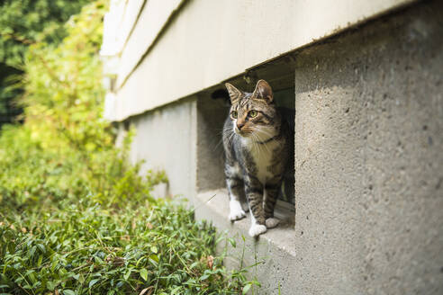 Hauskatze streift im Sommer durch den Garten des Hauses - CAVF88996