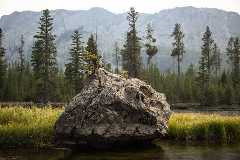 Yellowstone National Park Felsen mit wachsendem Baum - CAVF89025