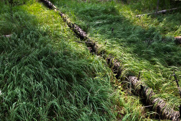 Yellowstone National Park fallen tree - CAVF89028