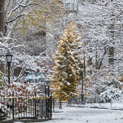 USA, New York, New York City, Illuminated Christmas tree in Madison Square Park - AHF00087