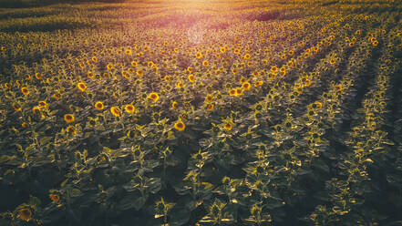 Sunflower field at summer dusk - ACPF00802