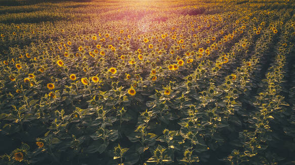 Sonnenblumenfeld in der Abenddämmerung - ACPF00802