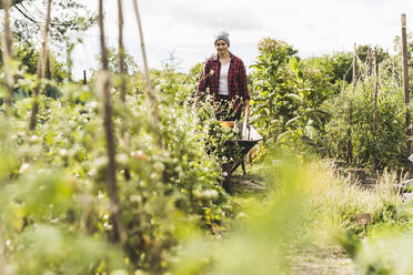 Woman carrying wheelbarrow with picking vegetables in community garden - UUF21436