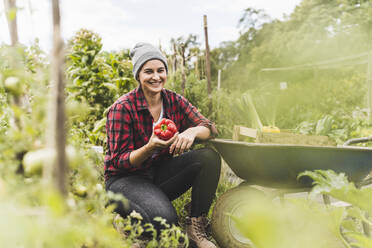 Lächelnde Frau, die eine rote Paprika hält, während sie bei einer Schubkarre im Gemüsegarten hockt - UUF21440