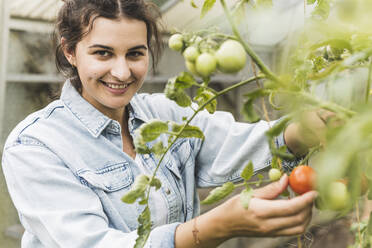 Nahaufnahme einer jungen Frau, die im Gewächshaus Tomaten von den Pflanzen pflückt - UUF21451