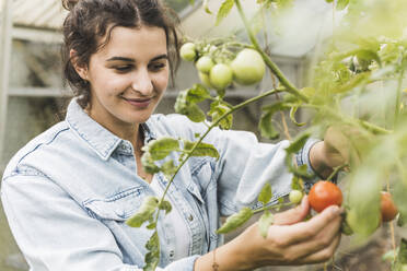 Nahaufnahme einer lächelnden jungen Frau, die Tomaten von Pflanzen im Gewächshaus pflückt - UUF21452