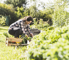 Junge Frau pflückt Gemüse im Gemeinschaftsgarten - UUF21460