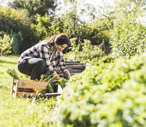 Young woman picking vegetables in community garden - UUF21460