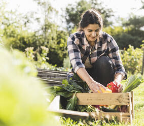 Junge Frau sammelt Gemüse in einer Kiste im Gemeinschaftsgarten - UUF21463