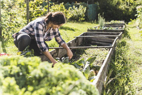 Smiling young woman picking vegetables from raised bed in garden - UUF21465